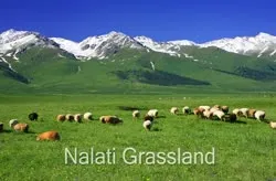 Nalati Grassland