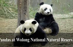 Pandas at Wolong National Natural Reserve