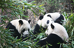 Chengdu Panda Breeding and Research Center - Part One