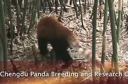 Chengdu Panda Breeding and Research Center - Part Two