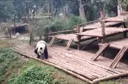 Cute pandas at Chengdu Panda Base