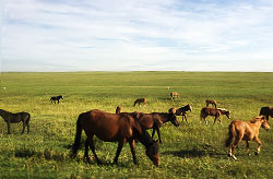 Hulunbuir Prairie