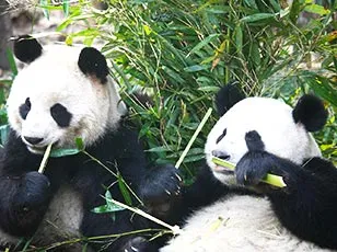 Lovely China Pandas