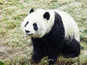Giant Panda