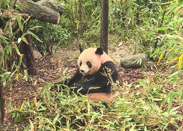 Chengdu