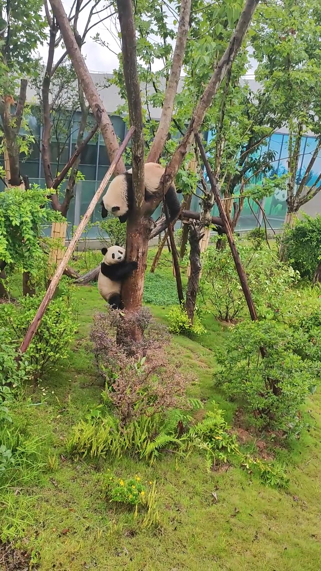 Giant Pandas in Chengdu