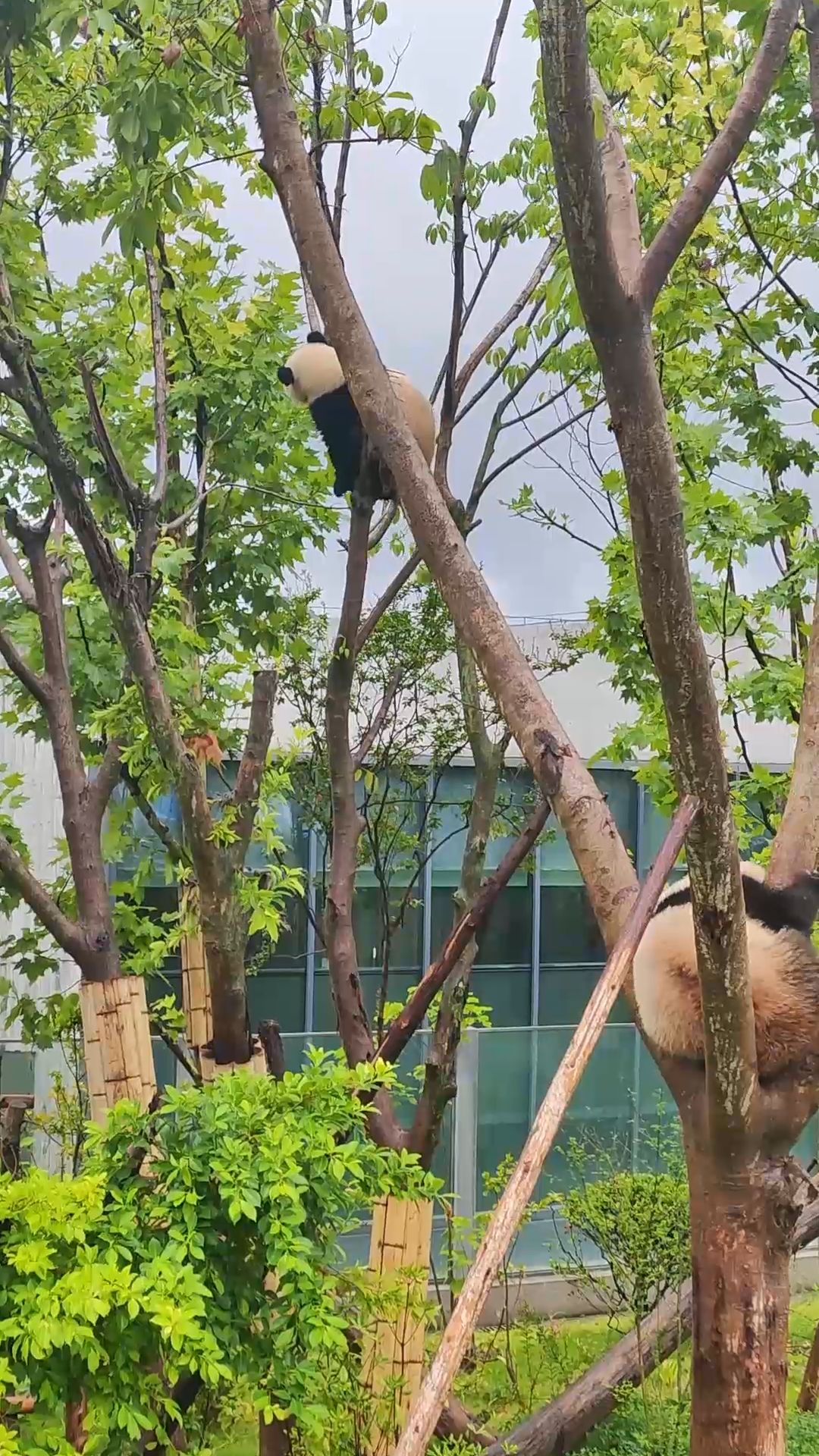 Cute Pandas at the Chengdu Research Base