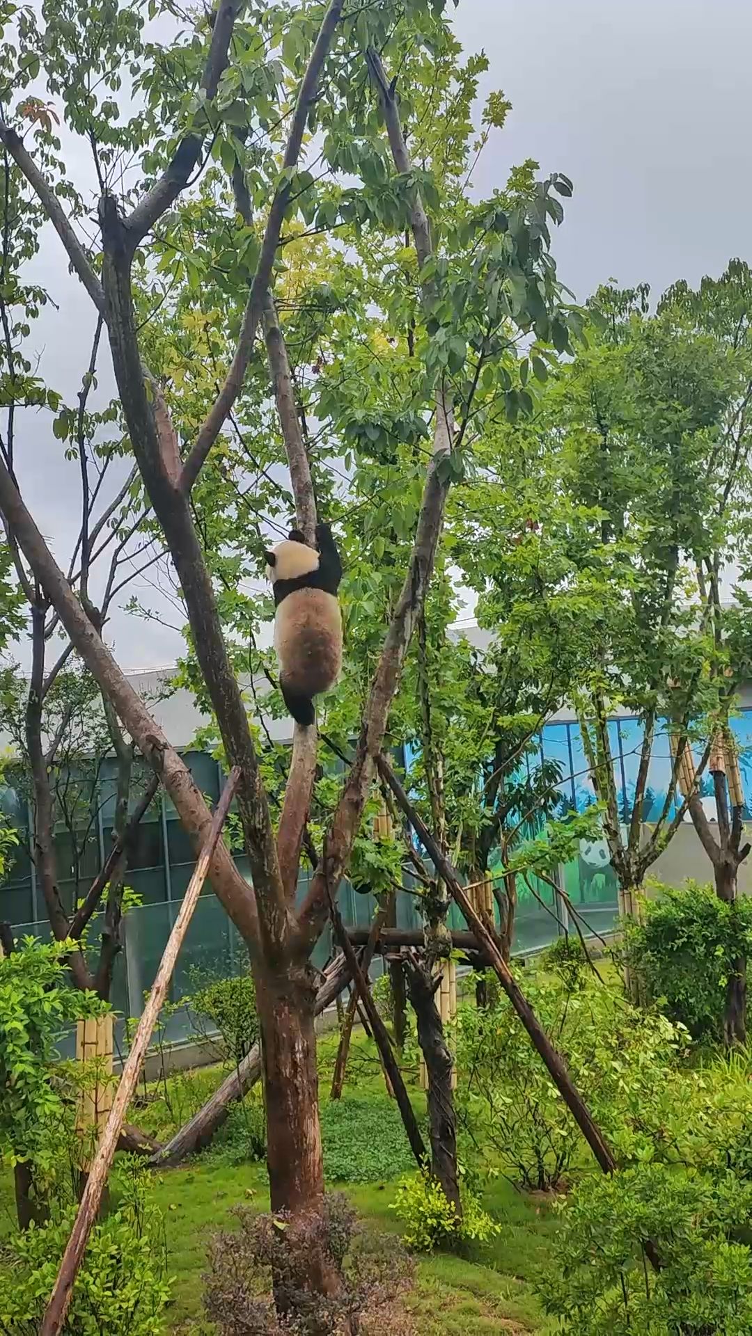 Panda Climbing the Tree
