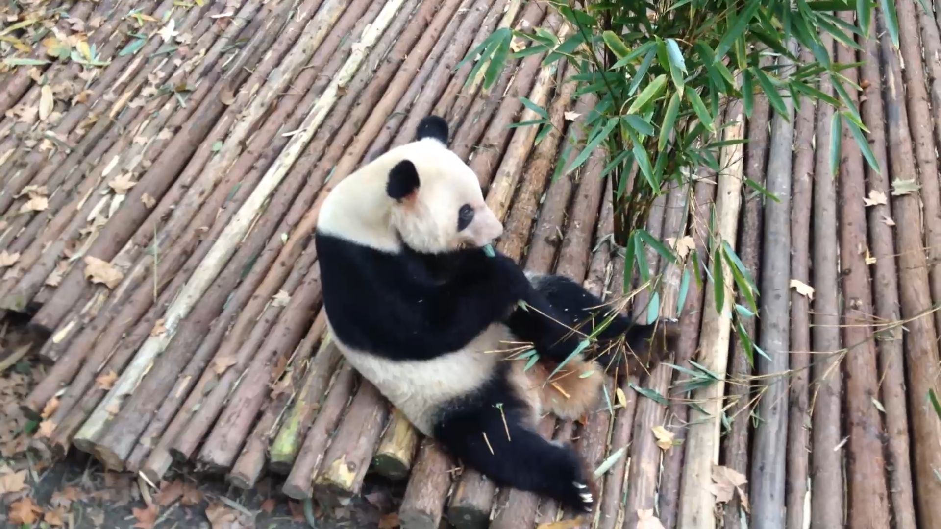 Adorable Giant Panda Eating Bamboos