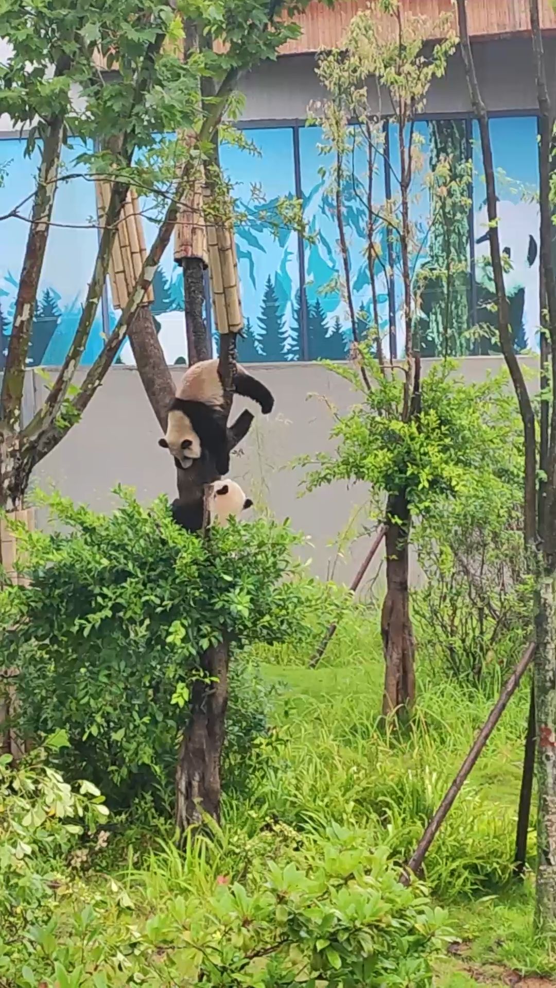 Pandas Playing with Each Other