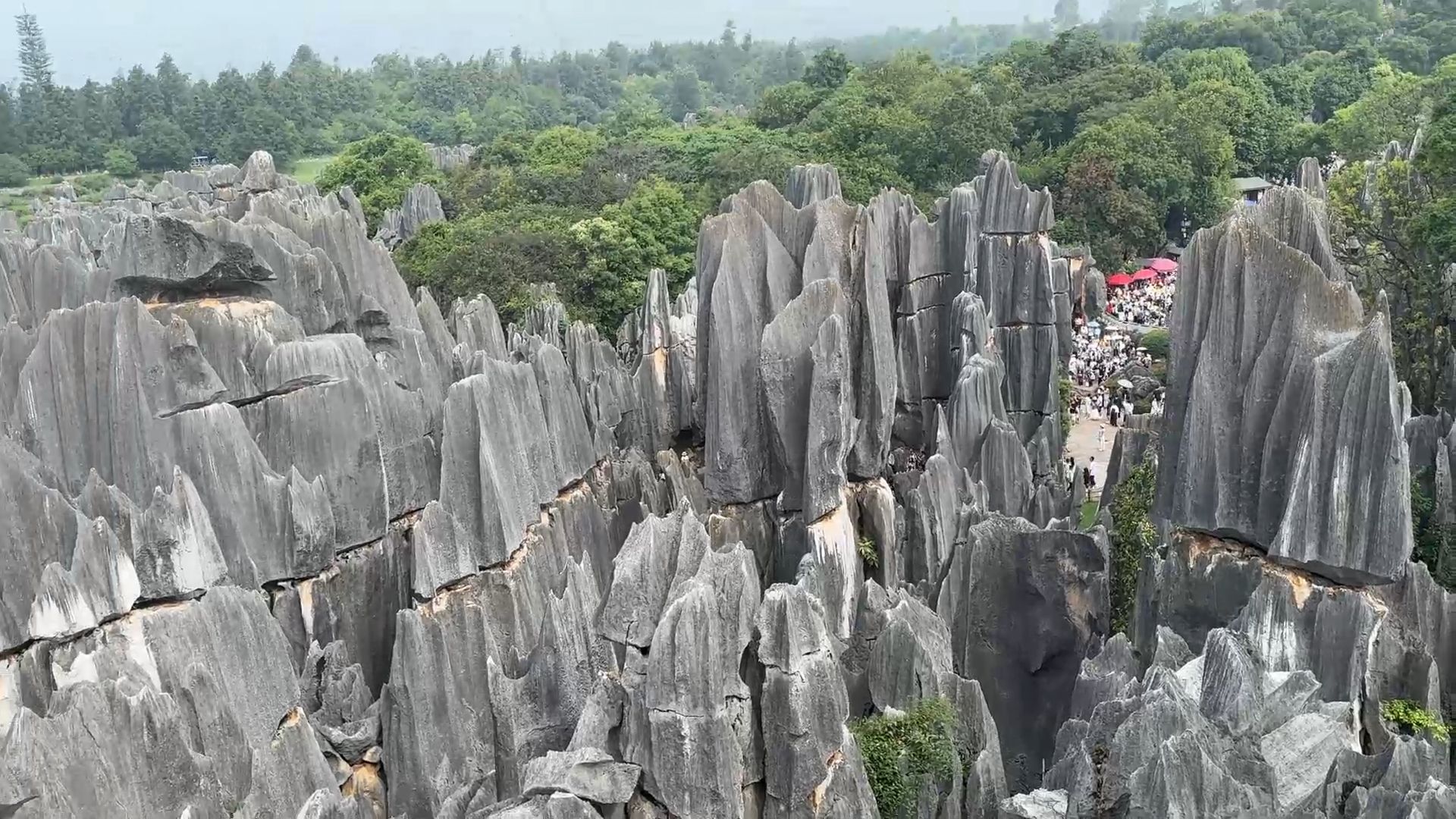 Stone Forest