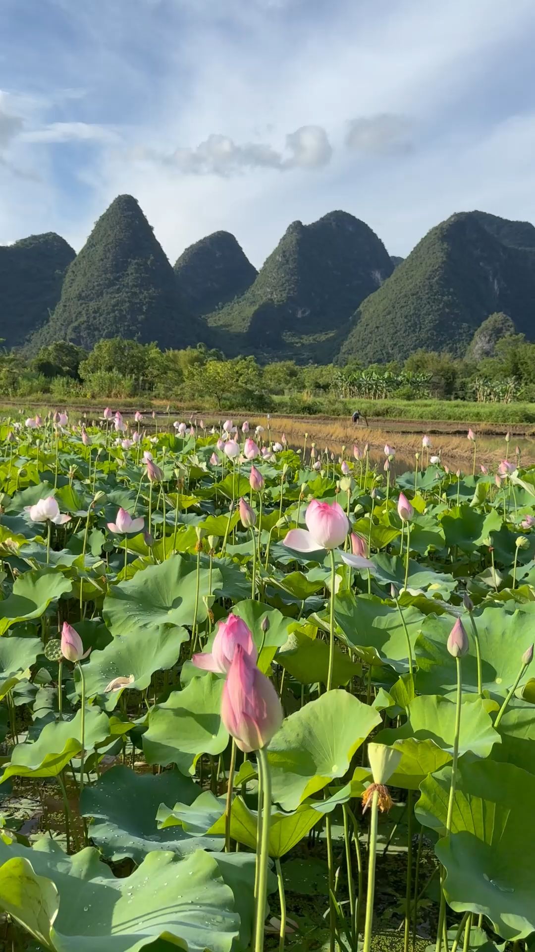 Beautiful Scenery of Yangshuo