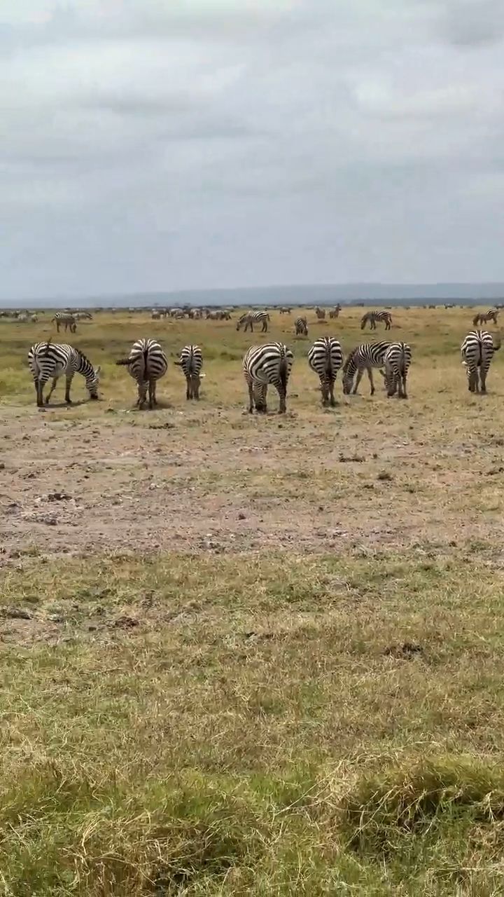 Game Drive in Kenya