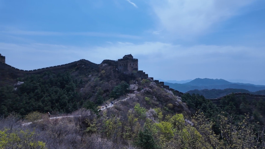 Spring Flowers on Jinshanling Great Wall in April