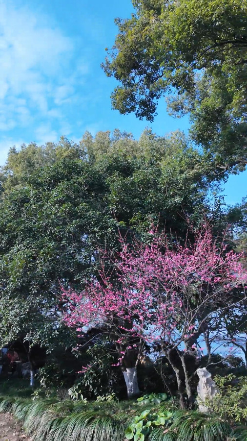 The Lakeside Footpath with Flowers, West Lake, Hangzhou