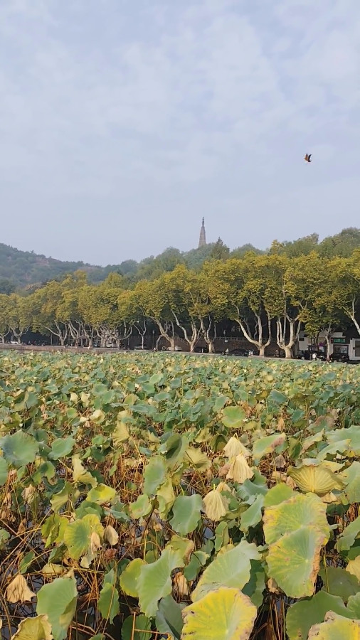 Lotus Leaves on the West Lake, Hangzhou