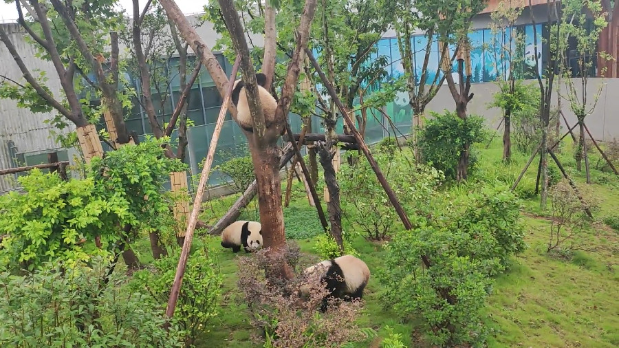 Giant Pandas Climbing Trees 