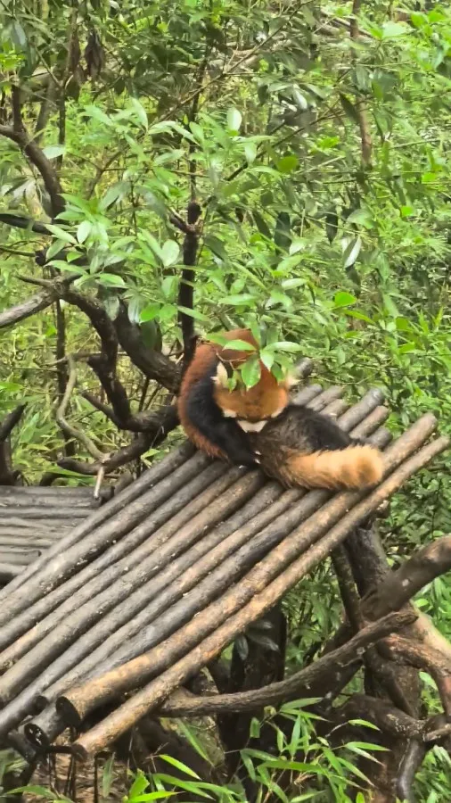 Red Panda in Sichuan