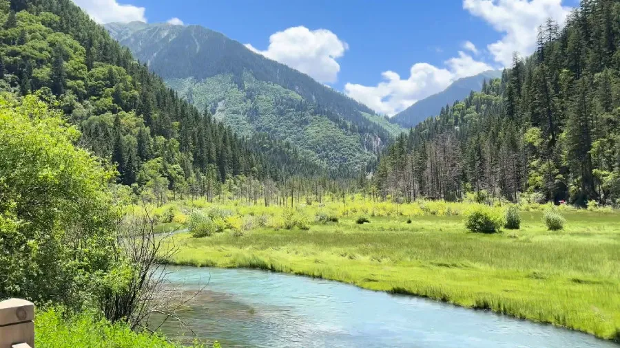 The Dense Forest and Brook, Jiuzhaigou National Park