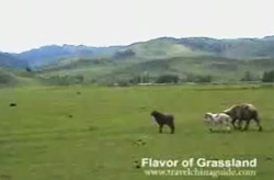 Grasslands