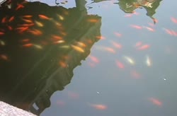 Cheng Huang Temple.AVI