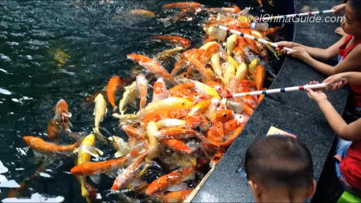 Bottle-fed Fish in the Seven Stars Park