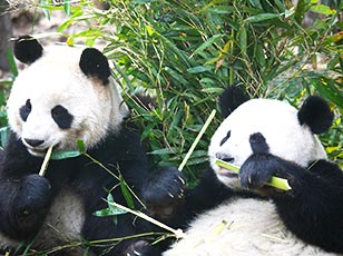 Lovely China Pandas