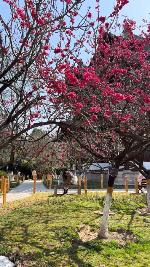 Plum Blossoms in Qinglong Temple, Xian