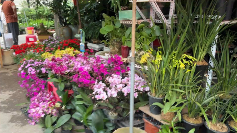 Flowers on Kunming Old Street, Yunnan